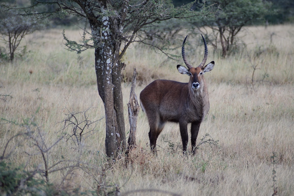 Central Serengeti